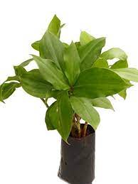 3 pieces Insulin plant rhizome, spiral flag plant bulbs, fiery costus, chamaecostus cusp, costus igneus, hyperglycemia