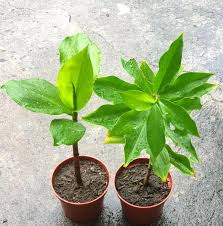 3 pieces Insulin plant rhizome, spiral flag plant bulbs, fiery costus, chamaecostus cusp, costus igneus, hyperglycemia