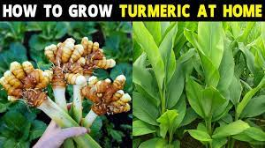 3 pieces ceylon Turmeric live rhizome,  curcuma longa,  haldi high curcumin value organic rhizomes for growing
