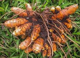 3 pieces ceylon Turmeric live rhizome,  curcuma longa,  haldi high curcumin value organic rhizomes for growing