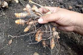 3 pieces ceylon Turmeric live rhizome,  curcuma longa,  haldi high curcumin value organic rhizomes for growing