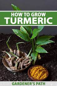 3 pieces ceylon Turmeric live rhizome,  curcuma longa,  haldi high curcumin value organic rhizomes for growing