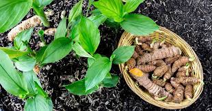3 pieces ceylon Turmeric live rhizome,  curcuma longa,  haldi high curcumin value organic rhizomes for growing