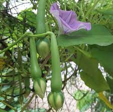Clove bean seeds, moonflower,  alanga seeds, ipomoea alba