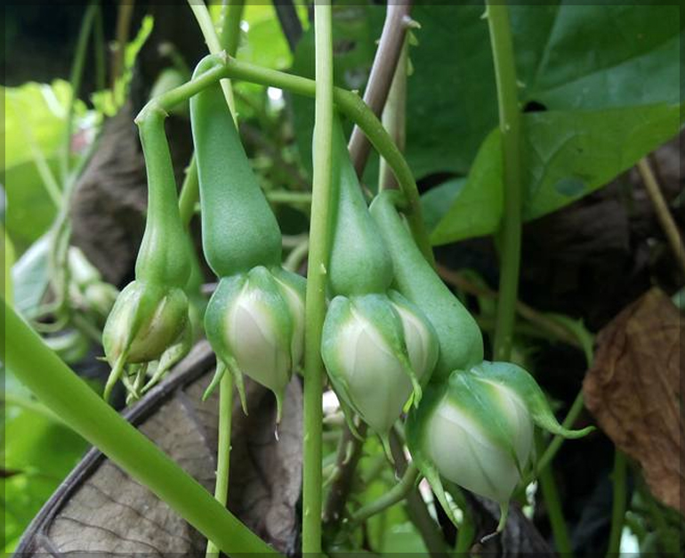 Clove bean seeds, moonflower,  alanga seeds, ipomoea alba