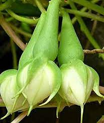 Clove bean seeds, moonflower,  alanga seeds, ipomoea alba