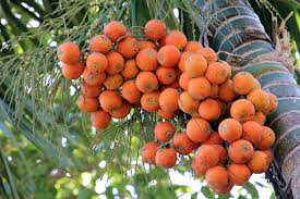 3 betel nut seeds, betel nut palm, pinang palm, Areca nut, Areca catechu 3 seeds for planting