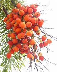 3 betel nut seeds, betel nut palm, pinang palm, Areca nut, Areca catechu 3 seeds for planting