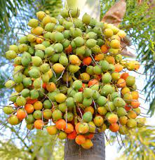 3 betel nut seeds, betel nut palm, pinang palm, Areca nut, Areca catechu 3 seeds for planting