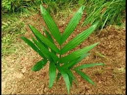 3 betel nut seeds, betel nut palm, pinang palm, Areca nut, Areca catechu 3 seeds for planting