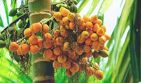 3 betel nut seeds, betel nut palm, pinang palm, Areca nut, Areca catechu 3 seeds for planting