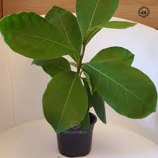 3 Almond seeds for home gardening or aquarium, Talisay tree, umbrella tree, Almond tree, tropical almond, Indian almond, catappa seeds