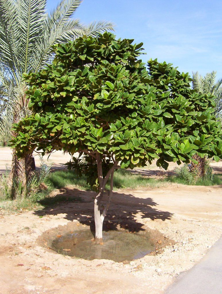 3 Almond seeds for home gardening or aquarium, Talisay tree, umbrella tree, Almond tree, tropical almond, Indian almond, catappa seeds