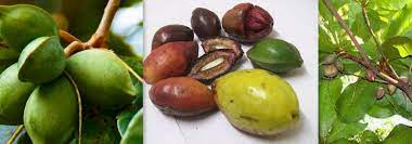 3 Almond seeds for home gardening or aquarium, Talisay tree, umbrella tree, Almond tree, tropical almond, Indian almond, catappa seeds