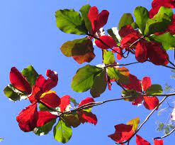 3 Almond seeds for home gardening or aquarium, Talisay tree, umbrella tree, Almond tree, tropical almond, Indian almond, catappa seeds