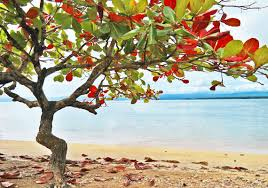 3 Almond seeds for home gardening or aquarium, Talisay tree, umbrella tree, Almond tree, tropical almond, Indian almond, catappa seeds