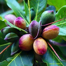 3 Almond seeds for home gardening or aquarium, Talisay tree, umbrella tree, Almond tree, tropical almond, Indian almond, catappa seeds
