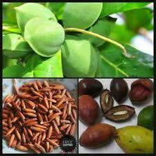 3 Almond seeds for home gardening or aquarium, Talisay tree, umbrella tree, Almond tree, tropical almond, Indian almond, catappa seeds