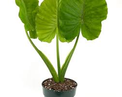 3 bulbs of colocasia esculenta,  elephant  ear plant, for growing, home gardening from Ceylon