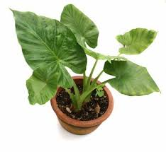 3 bulbs of colocasia esculenta,  elephant  ear plant, for growing, home gardening from Ceylon