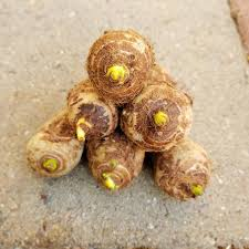 3 bulbs of colocasia esculenta,  elephant  ear plant, for growing, home gardening from Ceylon