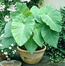 3 bulbs of colocasia esculenta,  elephant  ear plant, for growing, home gardening from Ceylon