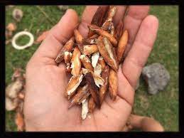100g Sri Lanka almond nuts, Ceylon almond nuts for food, tropical almond, terminalia catappa nuts 100g pack