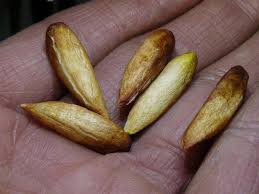 100g Sri Lanka almond nuts, Ceylon almond nuts for food, tropical almond, terminalia catappa nuts 100g pack