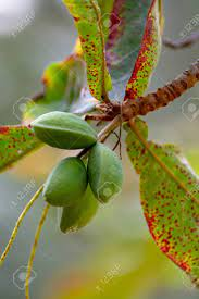 100g Sri Lanka almond nuts, Ceylon almond nuts for food, tropical almond, terminalia catappa nuts 100g pack