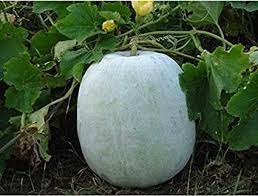 ceylon ash gourd seeds, winter melon seeds for planting