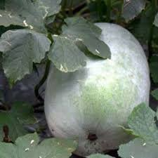 ceylon ash gourd seeds, winter melon seeds for planting