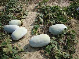ceylon ash gourd seeds, winter melon seeds for planting