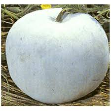 ceylon ash gourd seeds, winter melon seeds for planting
