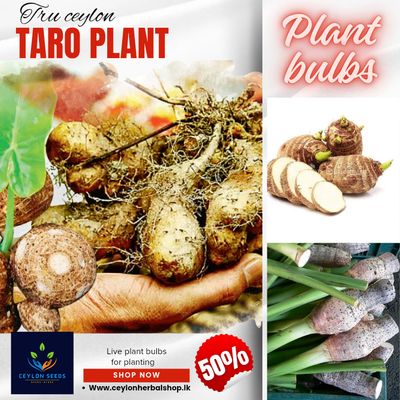 3 bulbs of taro plant bulbs,  elephant  ear plant, for growing, home gardening from Ceylon