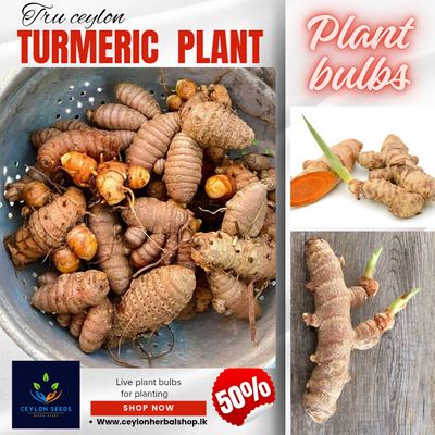 3 pieces ceylon Turmeric live rhizome,  curcuma longa,  haldi high curcumin value organic rhizomes for growing