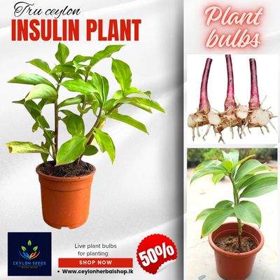 3 pieces Insulin plant rhizome, spiral flag plant bulbs, fiery costus, chamaecostus cusp, costus igneus, hyperglycemia