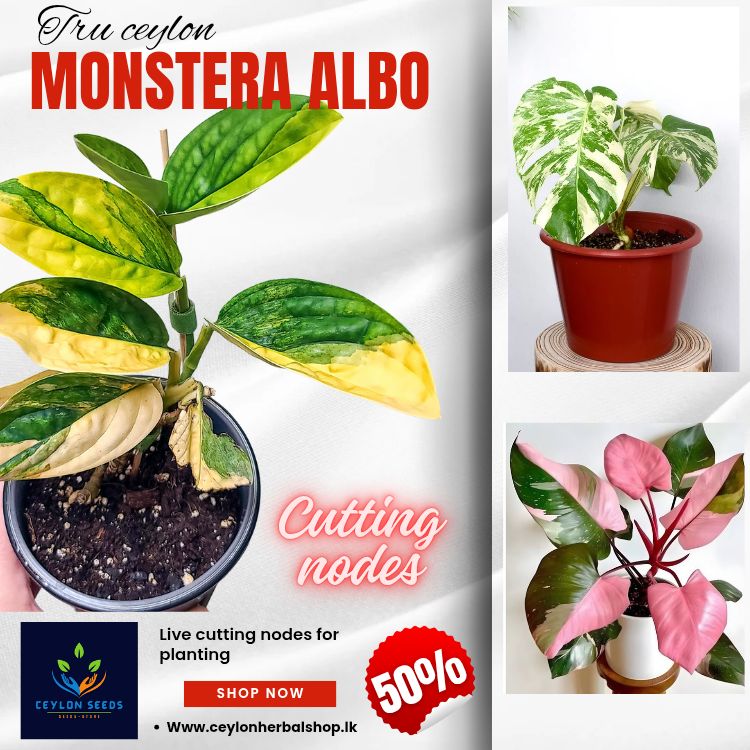 INDOOR PLANTING CUTTING live Rare Monstera Tri Coloured Rooted Cutting Nodes, true ceylon monstera albo cutting nodes