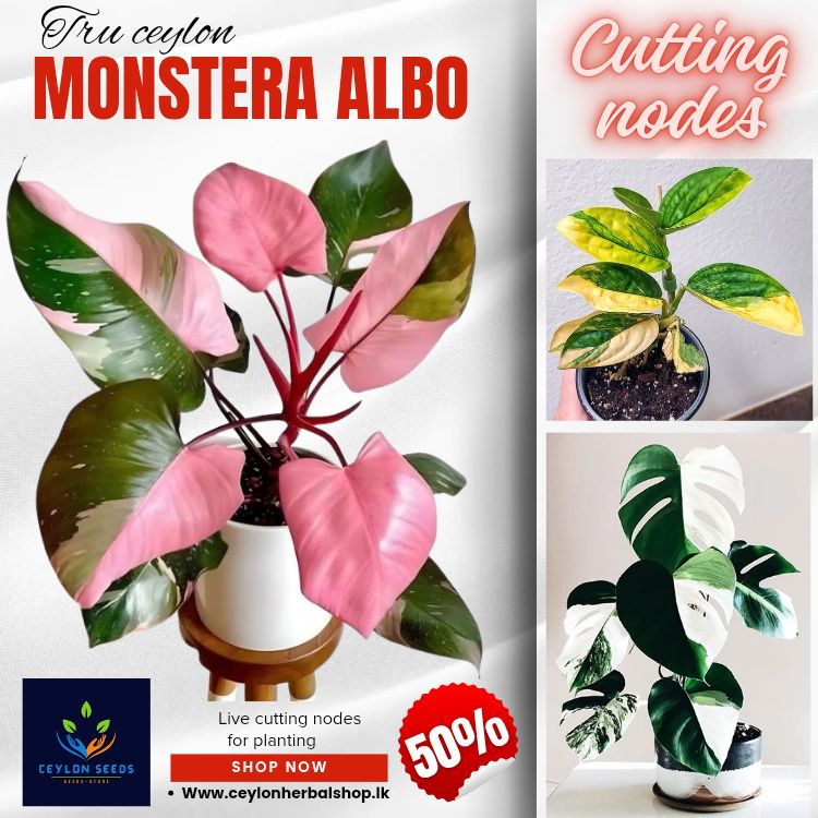 INDOOR PLANTING CUTTING live Rare Monstera Tri Coloured Rooted Cutting Nodes, true ceylon monstera albo cutting nodes