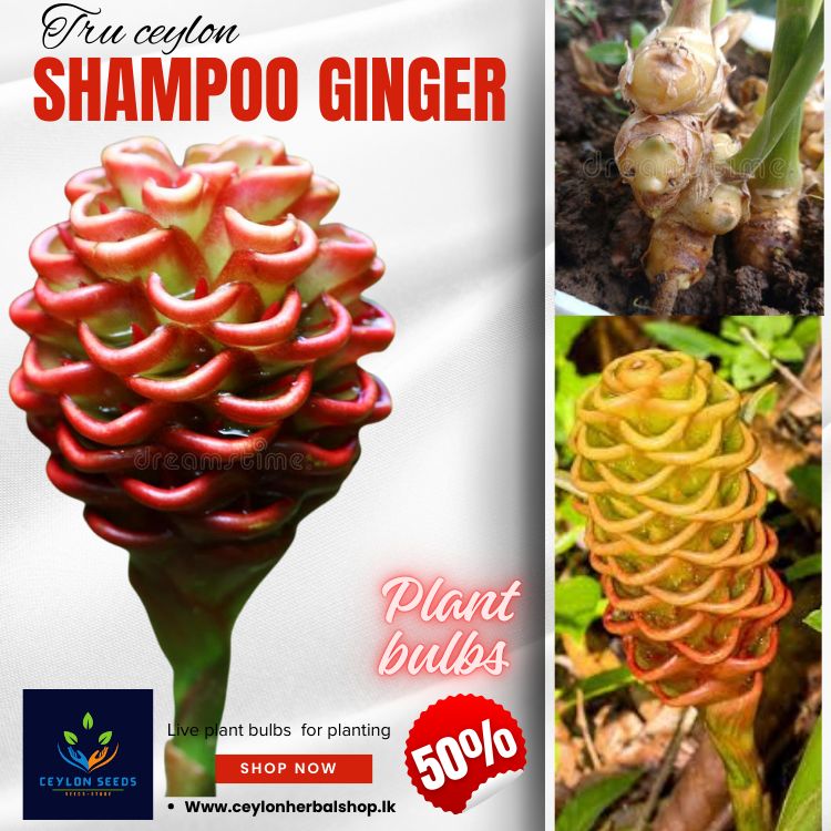 shampoo ginger, bitter ginger, awapuhi, zingiber zerumbet, plant bulbs, live rhizomes, for planting 3 plant bulbs