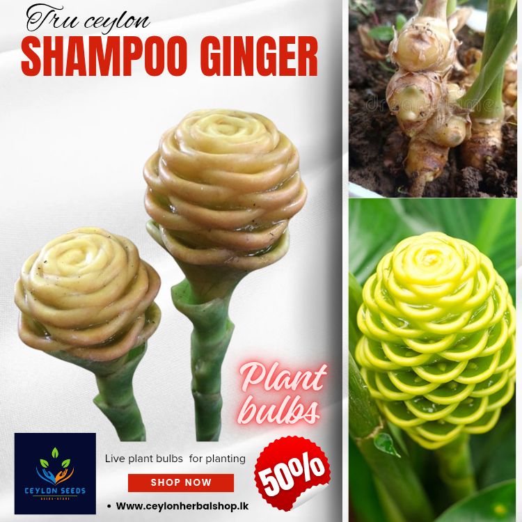 shampoo ginger, bitter ginger, awapuhi, zingiber zerumbet, plant bulbs, live rhizomes, for planting 3 plant bulbs