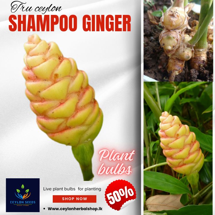 shampoo ginger, bitter ginger, awapuhi, zingiber zerumbet, plant bulbs, live rhizomes, for planting 3 plant bulbs