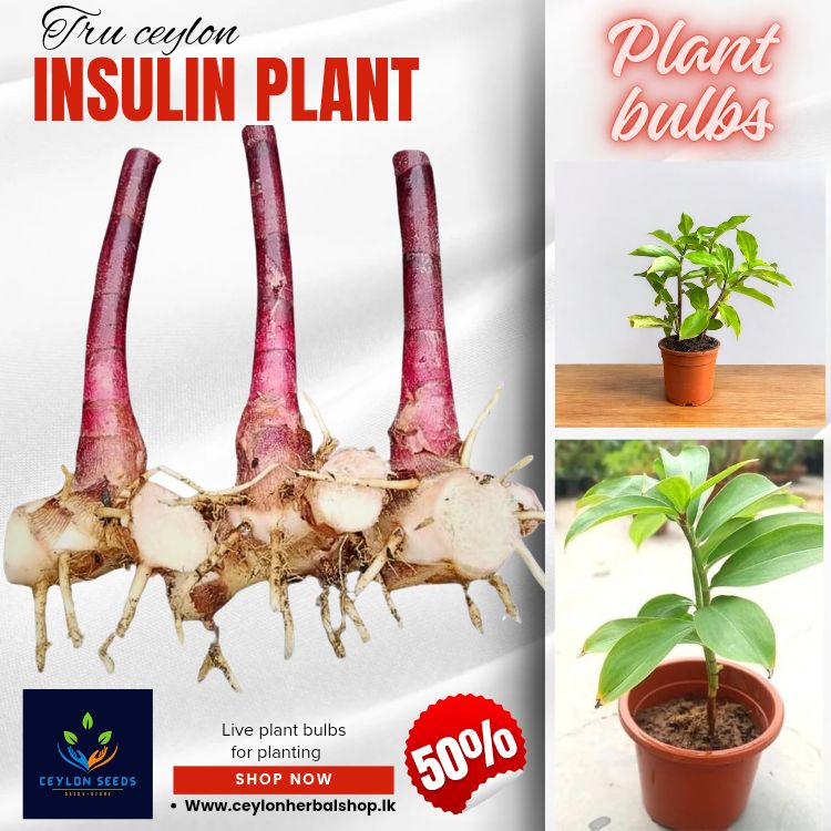 3 pieces Insulin plant rhizome, spiral flag plant bulbs, fiery costus, chamaecostus cusp, costus igneus, hyperglycemia