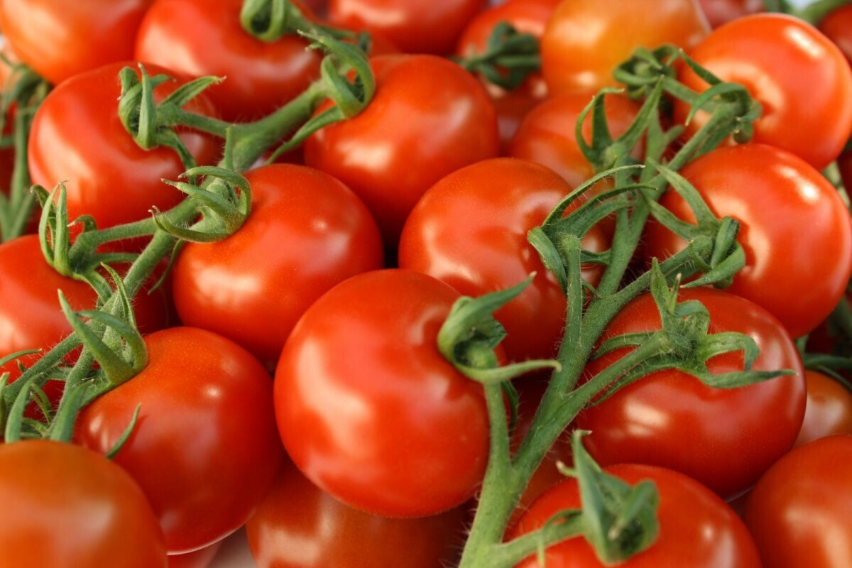 Tomaten Tasty ca 210 gram