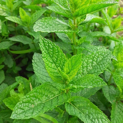 Munt groen per bos 80 gram