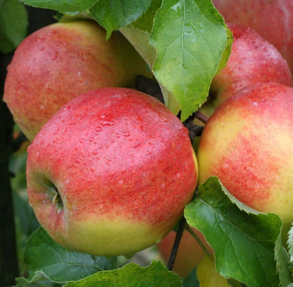 Appels Jonagold middel (3 stuks)