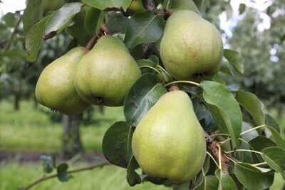 Peren Doyenne du Comice (2 stuks)