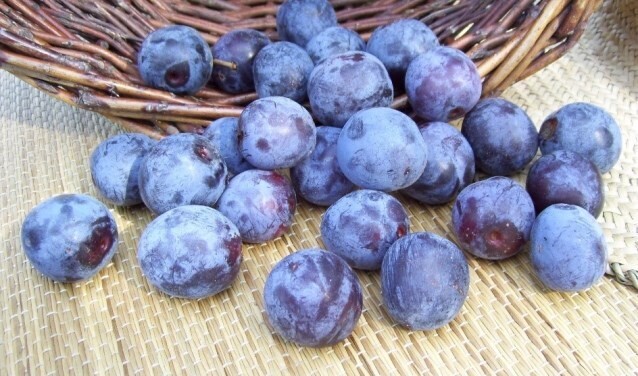 Eldense Blauw pruimen per 500 gram