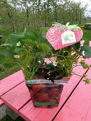 Aardbeiplant per pot (OP=OP)