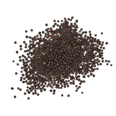 Moutarde brune - Brassica Juncea - graines entière 500 g