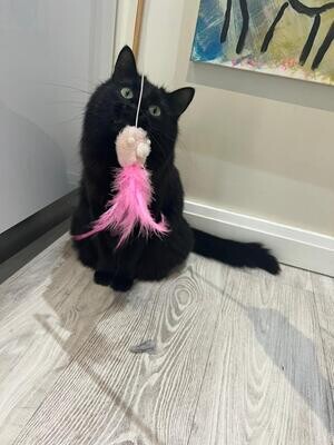 For Feline